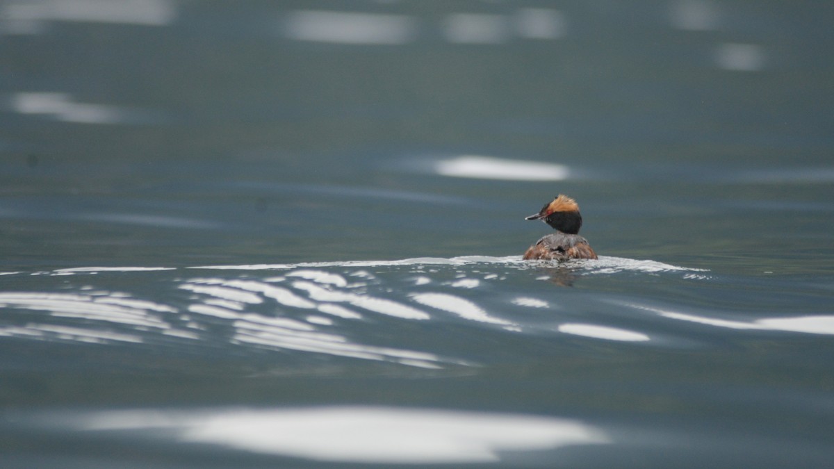 Horned Grebe - Catherine McLean