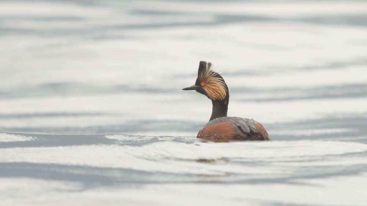 Eared Grebe - Catherine McLean