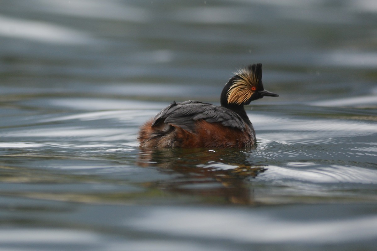 Eared Grebe - Catherine McLean