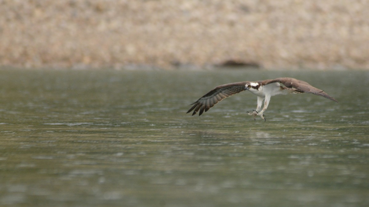 Osprey - Catherine McLean