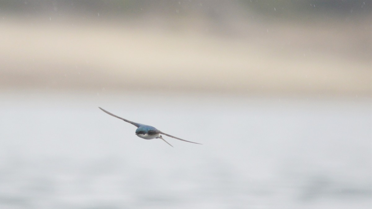 Tree Swallow - Catherine McLean