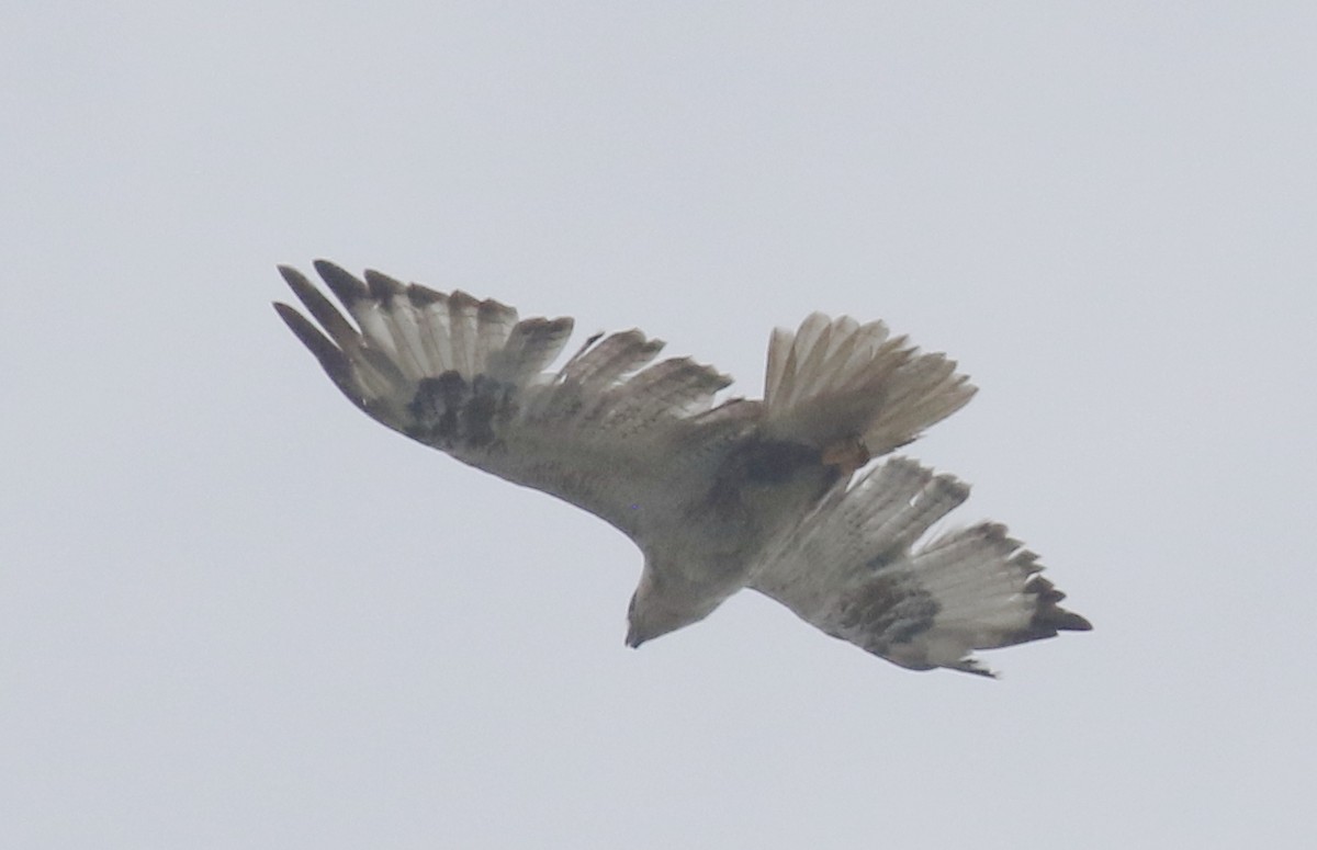 Upland Buzzard - 舜昌 蕭