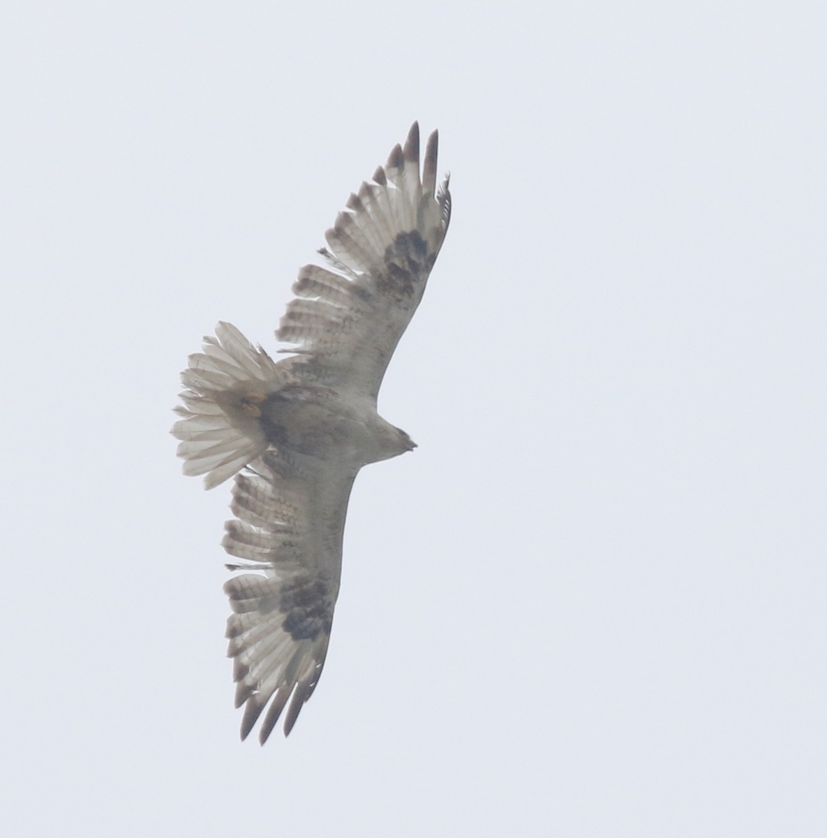 Upland Buzzard - 舜昌 蕭