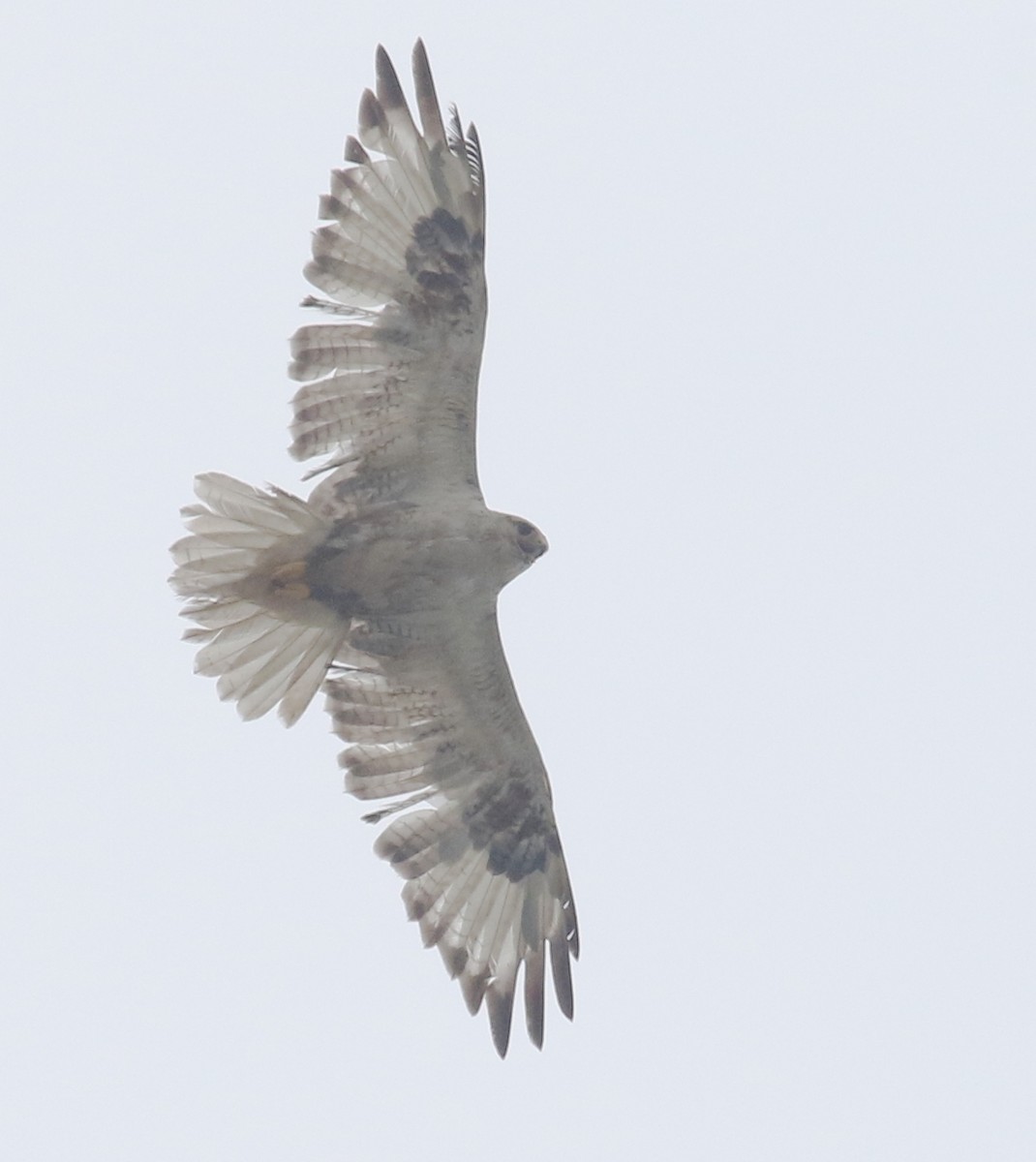 Upland Buzzard - 舜昌 蕭