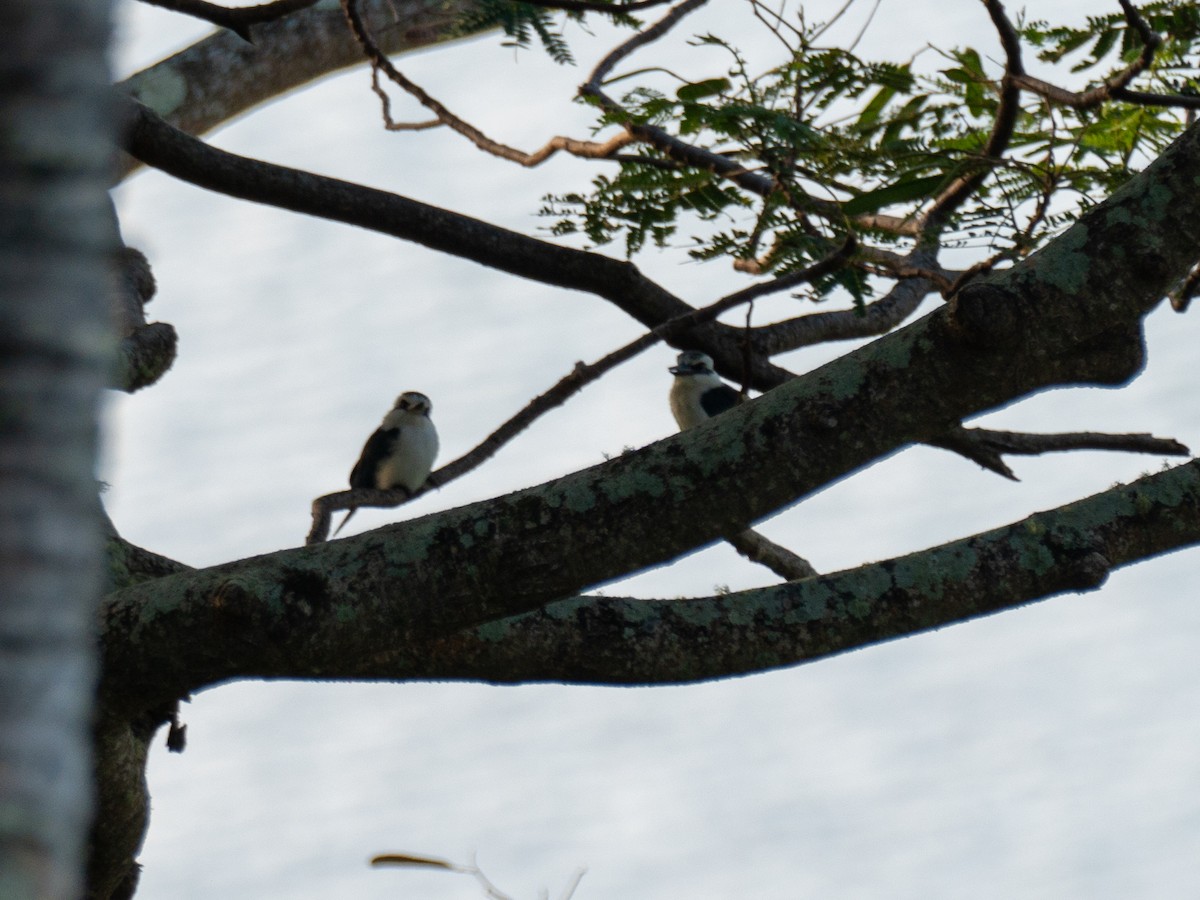 Chattering Kingfisher - ML452667581