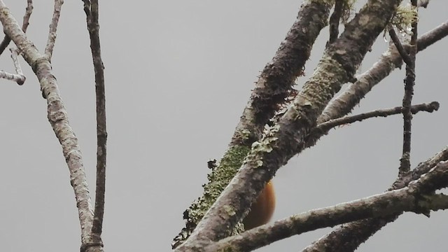 White-tailed Nuthatch - ML452668371