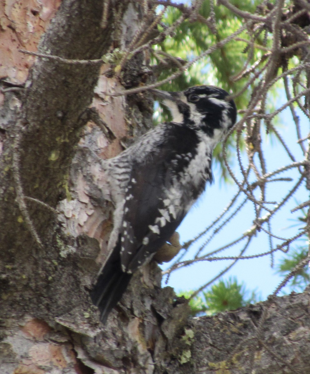 American Three-toed Woodpecker - ML452668611