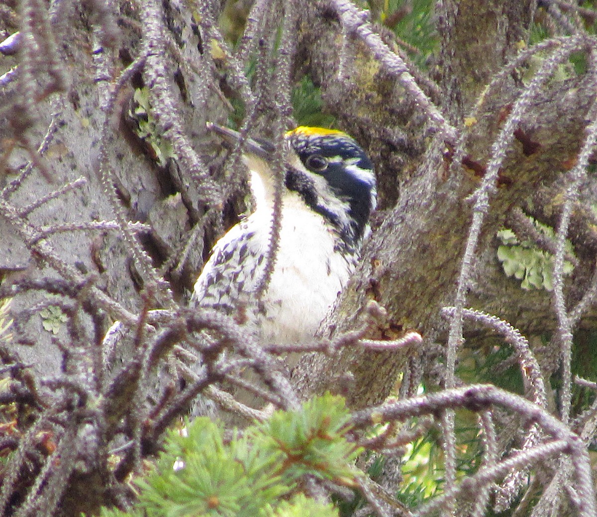 American Three-toed Woodpecker - ML452668631