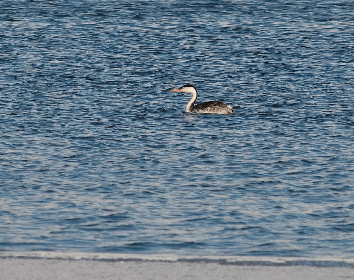 Clark's Grebe - ML45266891