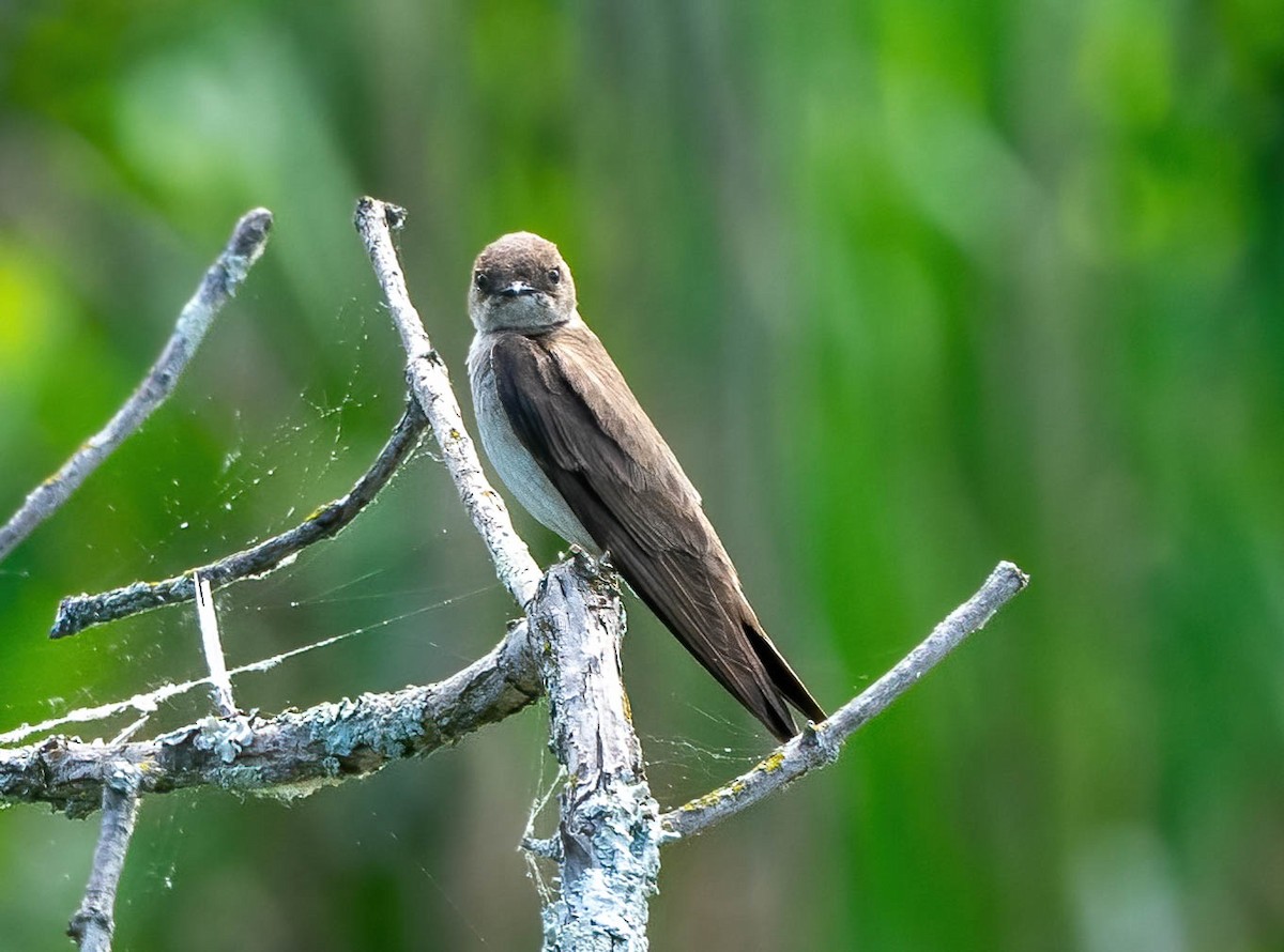 Northern Rough-winged Swallow - ML452668941