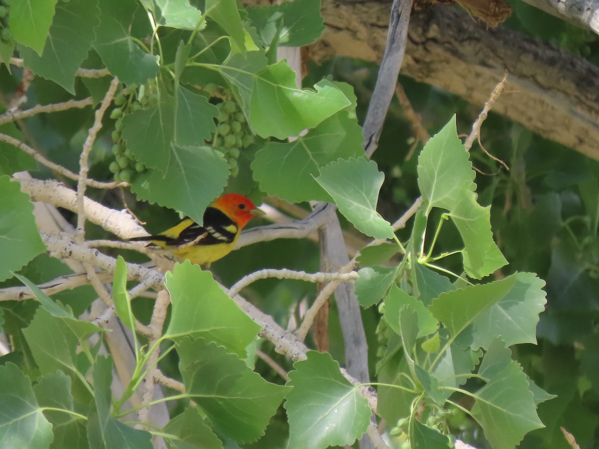 Western Tanager - Suzi Holt