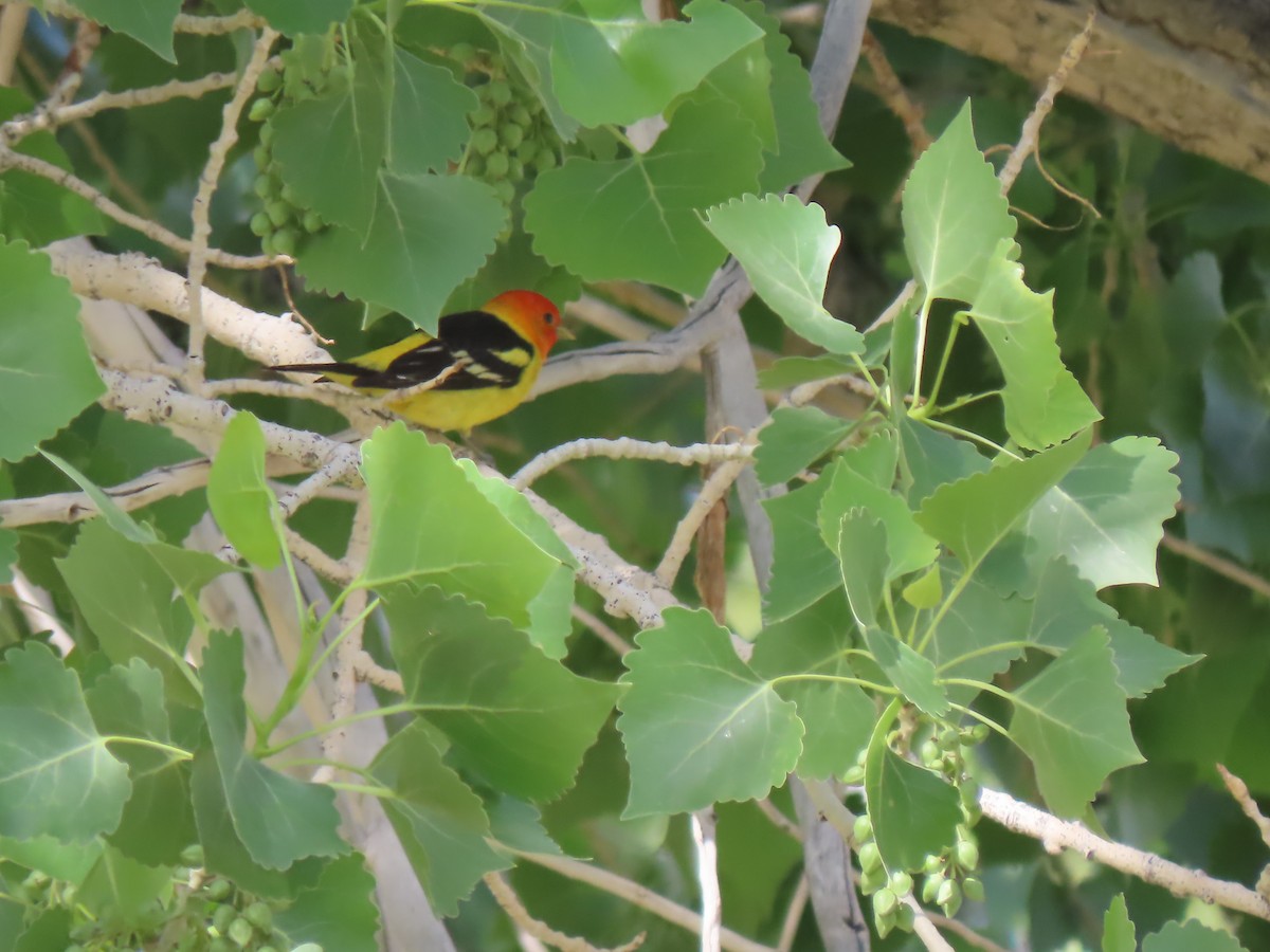 Western Tanager - Suzi Holt