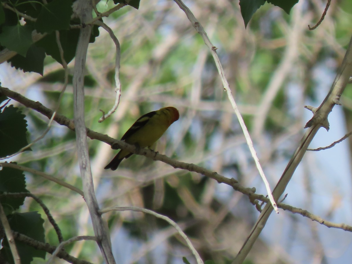 Western Tanager - Suzi Holt