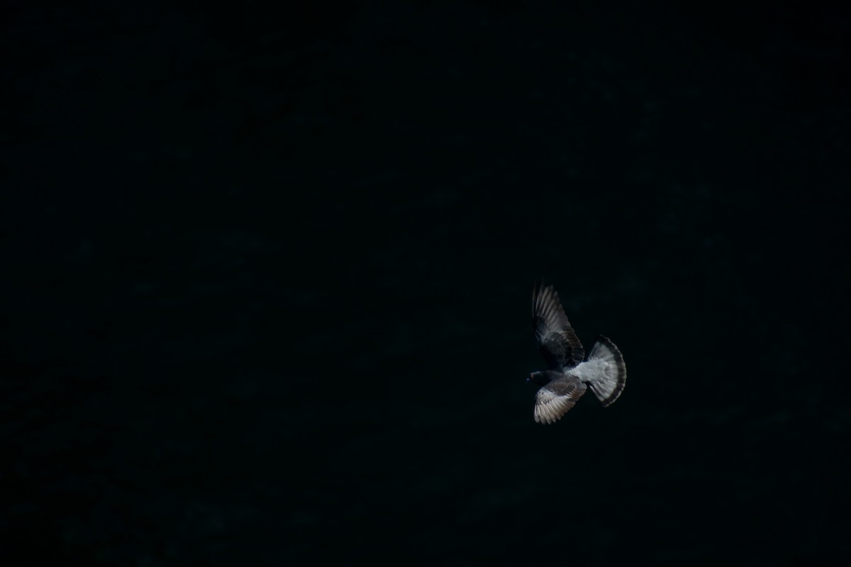 Rock Pigeon (Feral Pigeon) - ML452672431