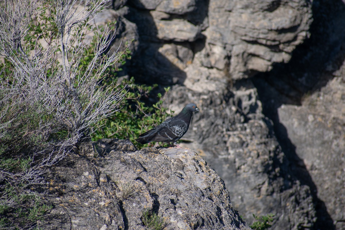 Rock Pigeon (Feral Pigeon) - ML452672441