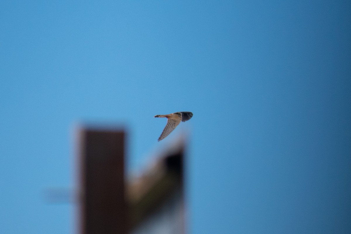 American Kestrel - ML452672511