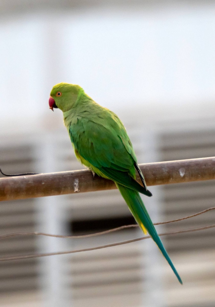 Rose-ringed Parakeet - ML452673261