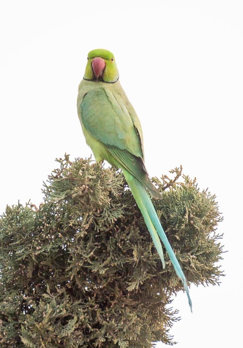 Rose-ringed Parakeet - ML452673301