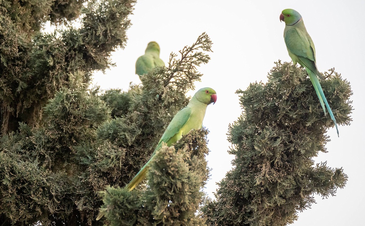 Rose-ringed Parakeet - ML452673331