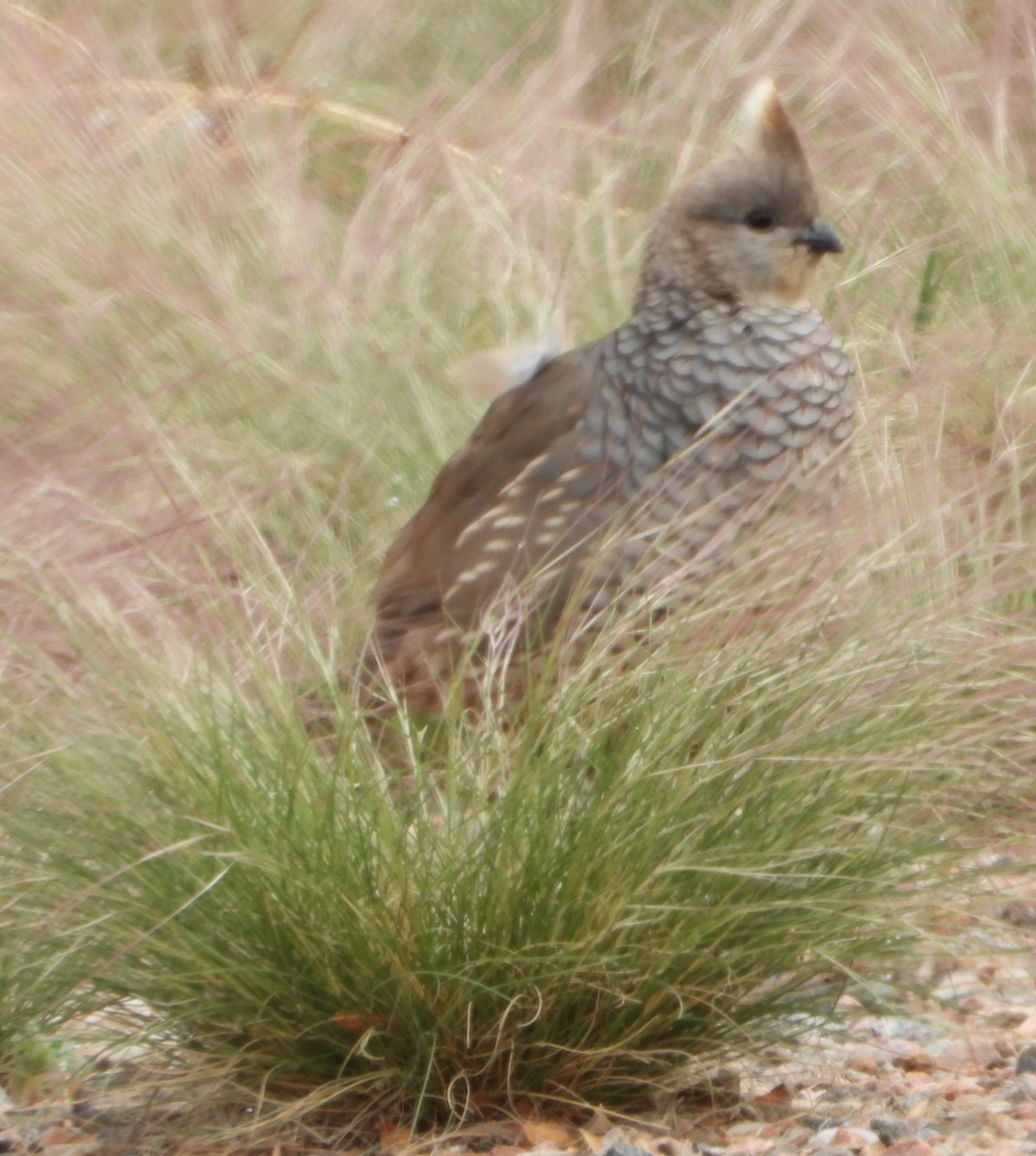 Scaled Quail - Helen Butts