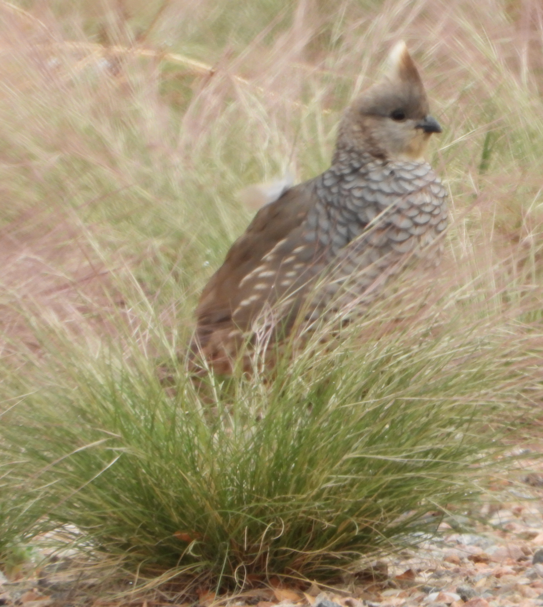 Scaled Quail - ML452674731