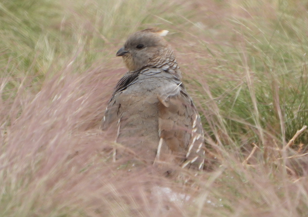 Scaled Quail - Helen Butts