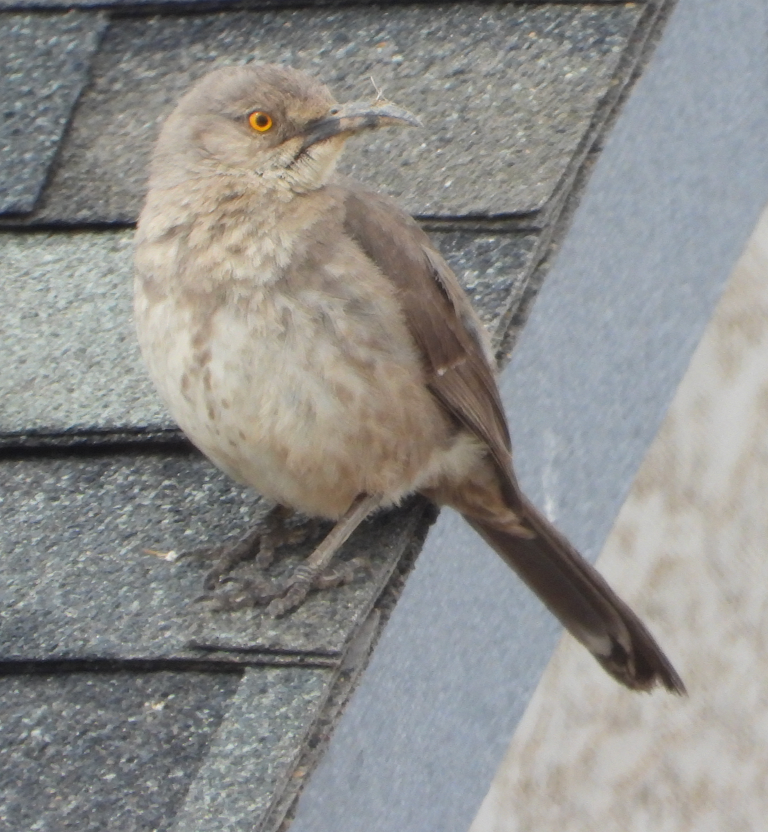 Curve-billed Thrasher - Helen Butts