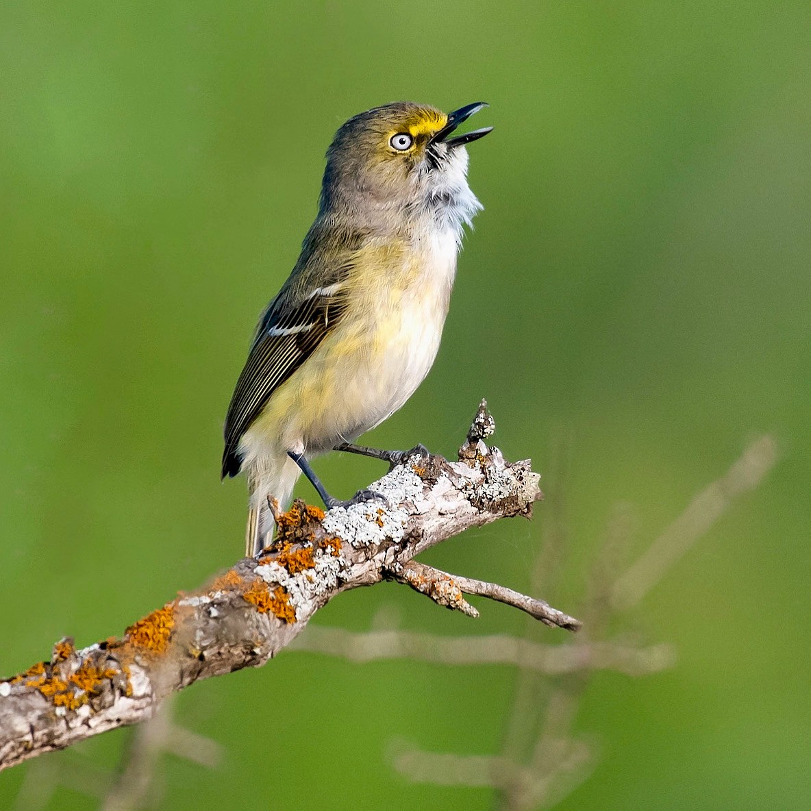 Vireo Ojiblanco - ML452675751