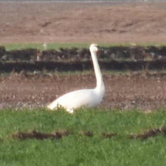 Trumpeter Swan - ML45267661