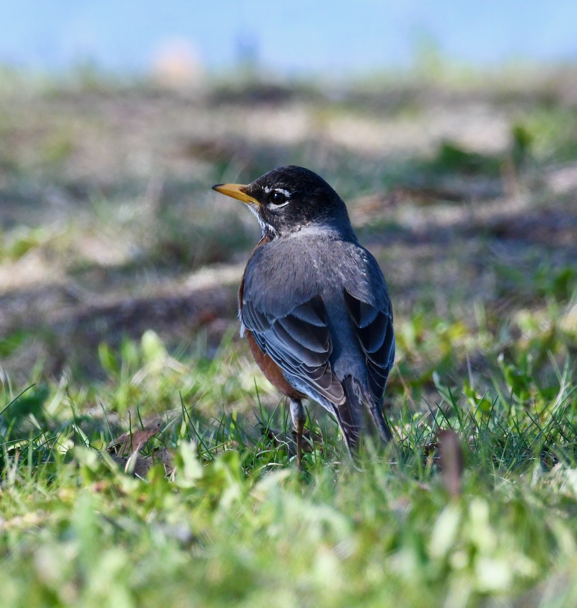 American Robin - ML452676741