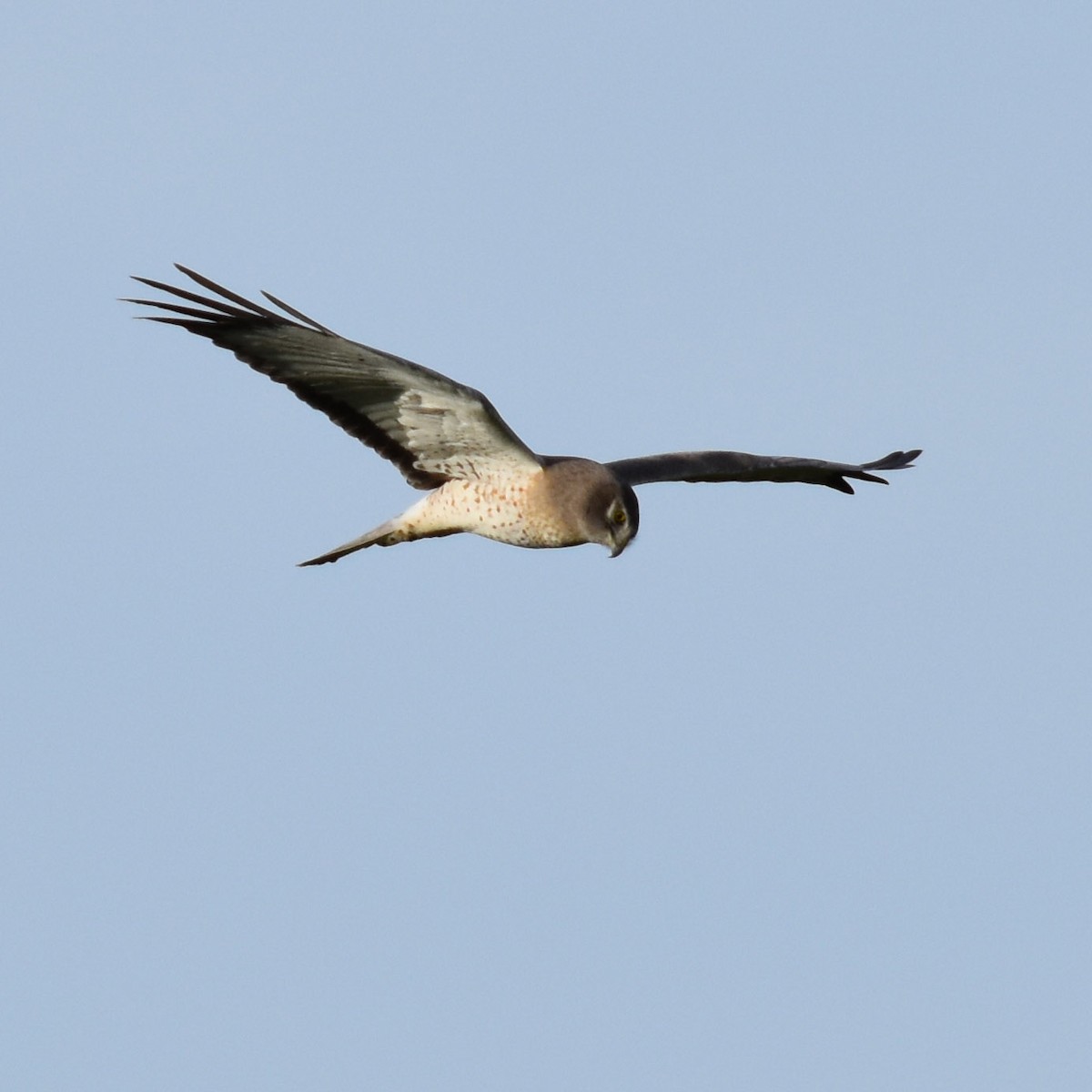 Northern Harrier - ML45267741