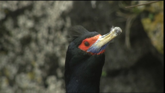 Red-faced Cormorant - ML452678