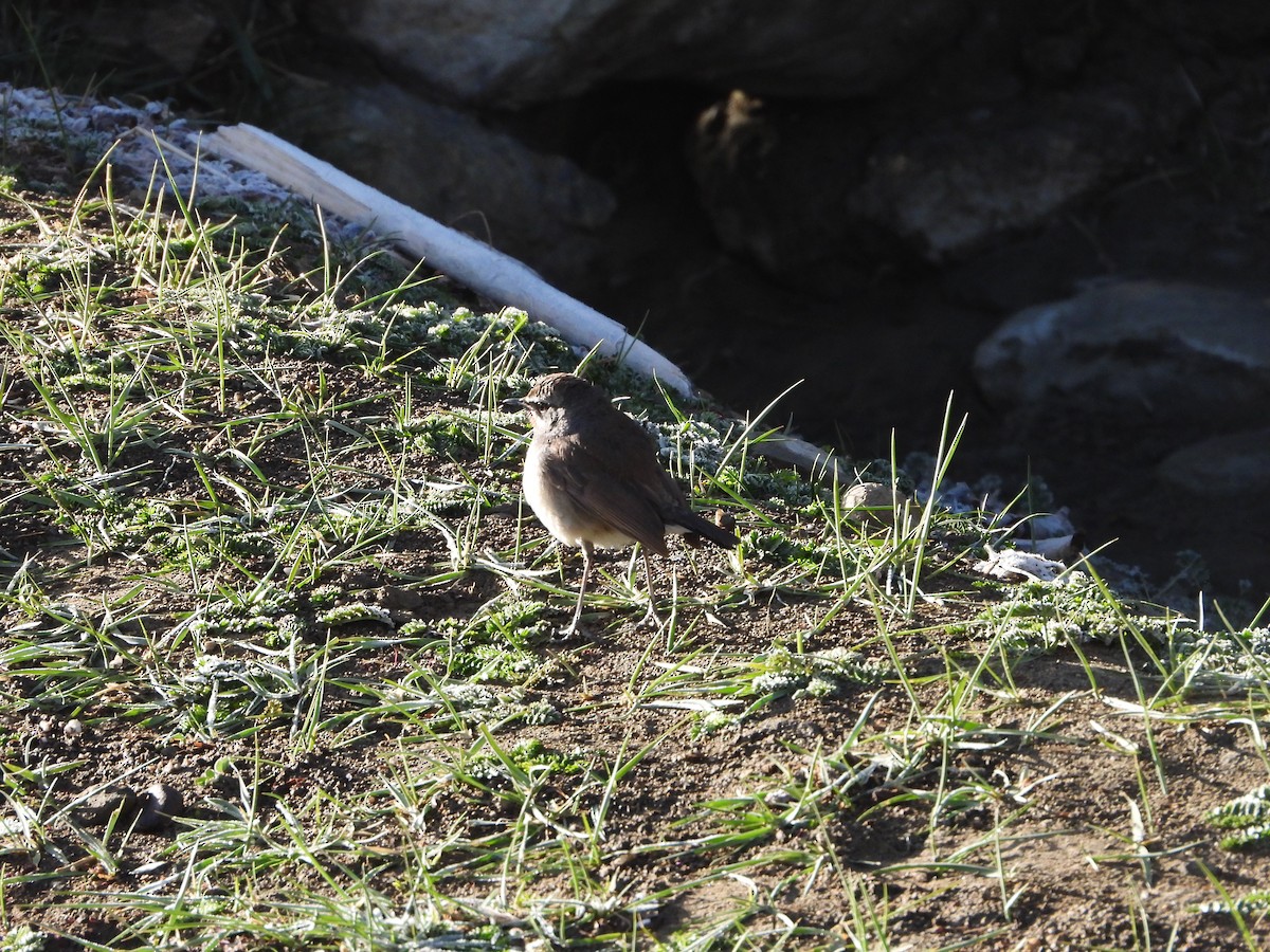 Himalayan/Chinese Rubythroat (White-tailed Rubythroat) - ML452678781