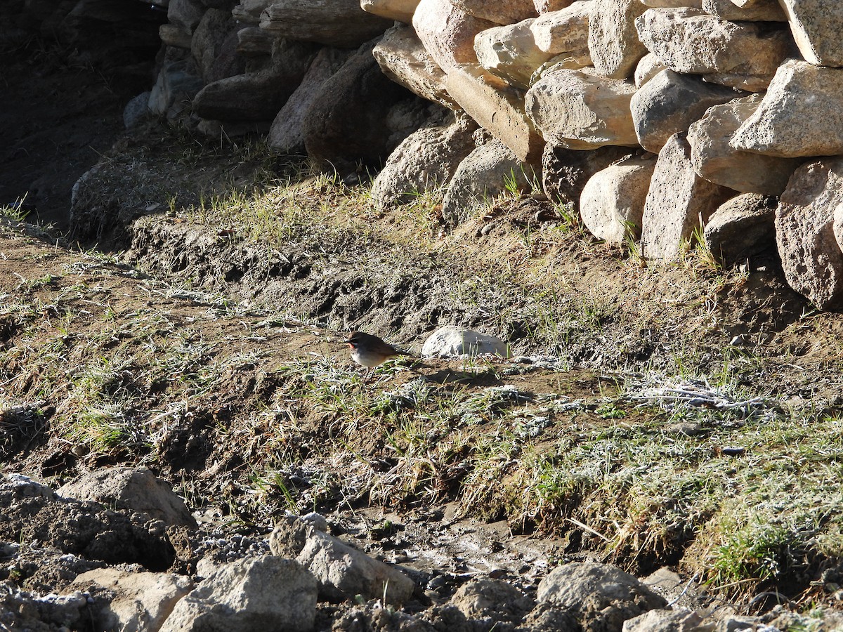 Himalayan/Chinese Rubythroat (White-tailed Rubythroat) - ML452678791
