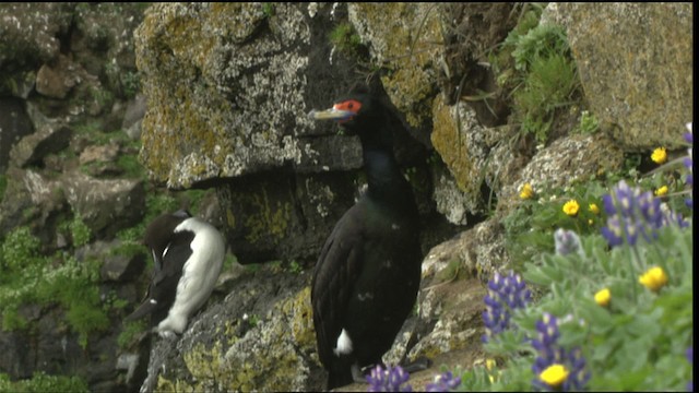 Red-faced Cormorant - ML452679