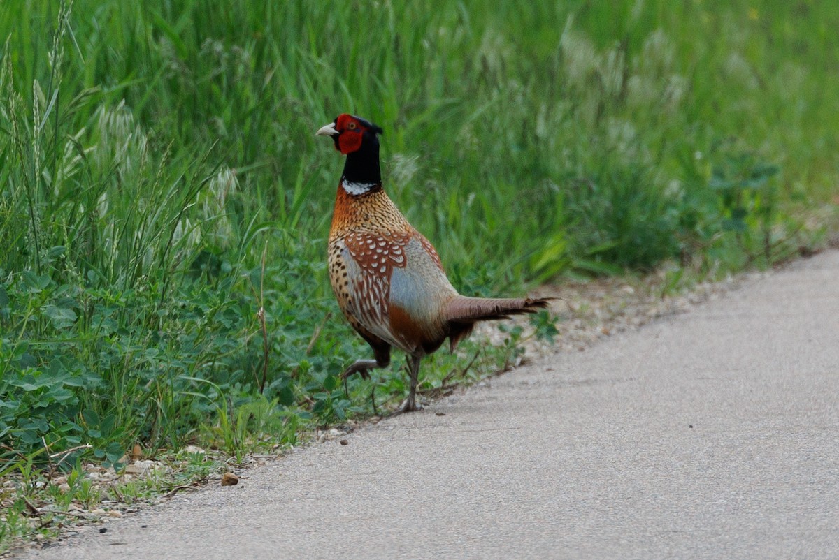 Ring-necked Pheasant - ML452679041