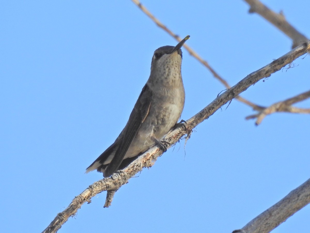 Kara Boğazlı Kolibri - ML452679801