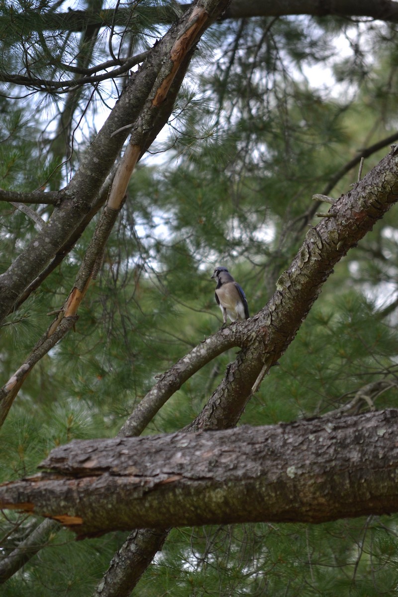 Blue Jay - ML452679901