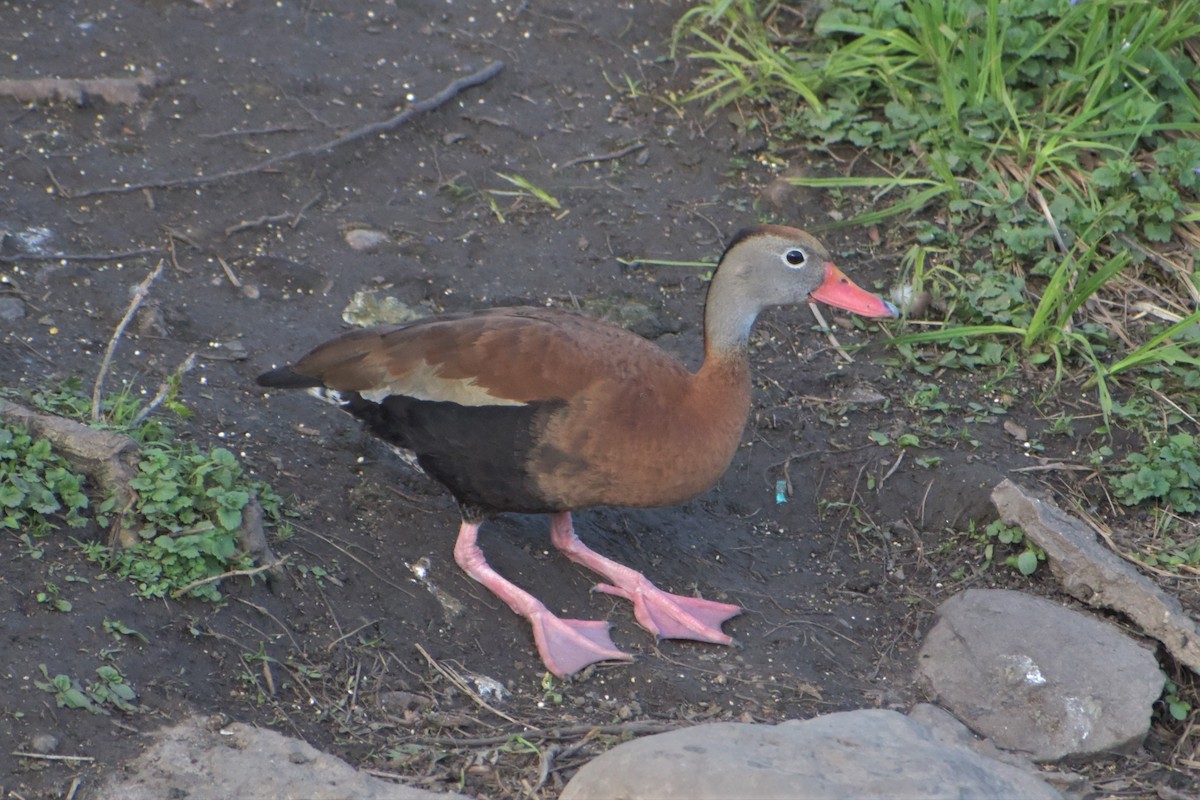 Black-bellied Whistling-Duck - Ed  Hahn