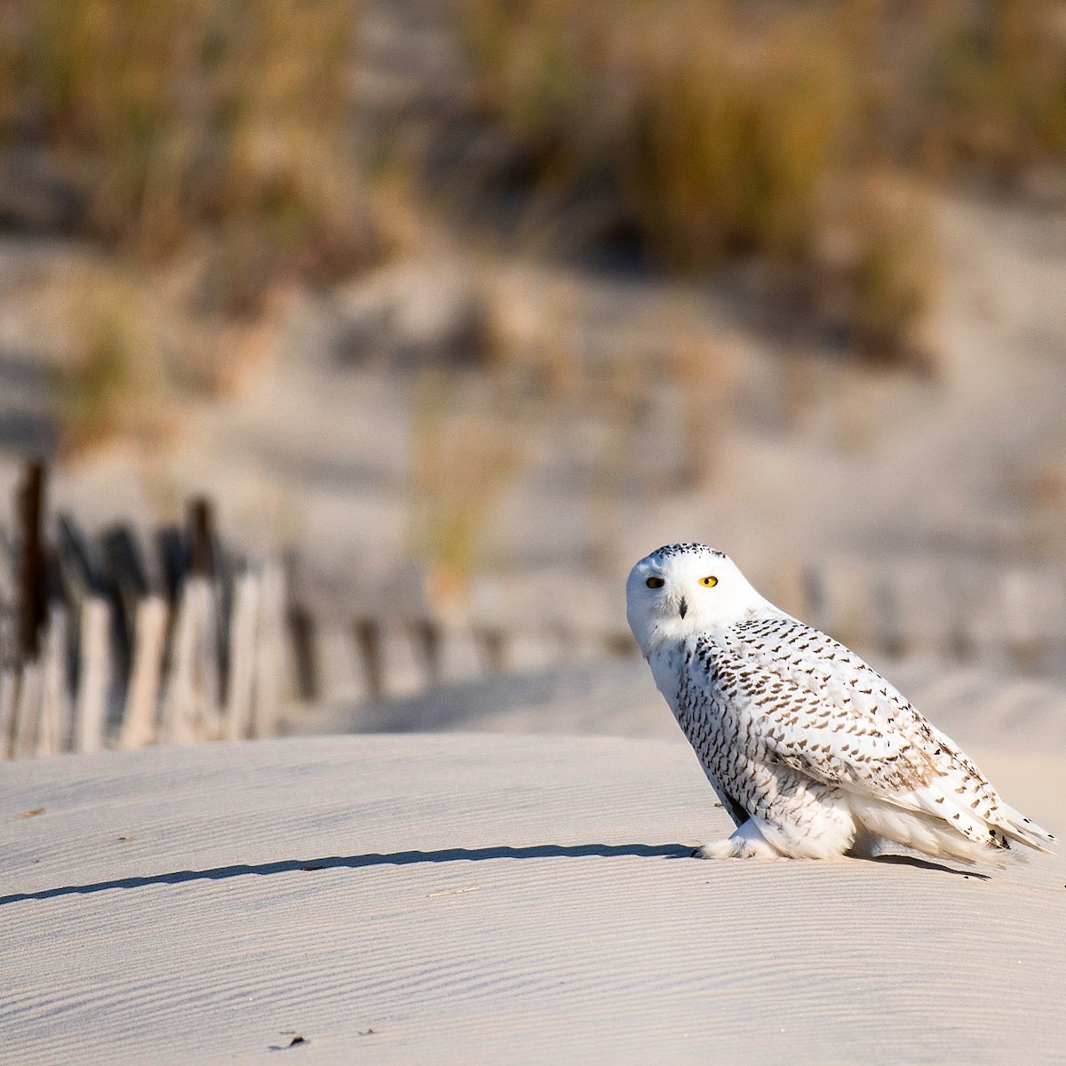 Snowy Owl - ML452681591