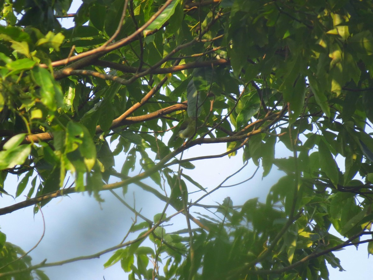 Swinhoe's White-eye - ML452682871