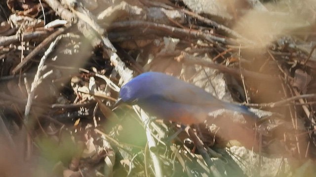 Rose-bellied Bunting - ML452682881