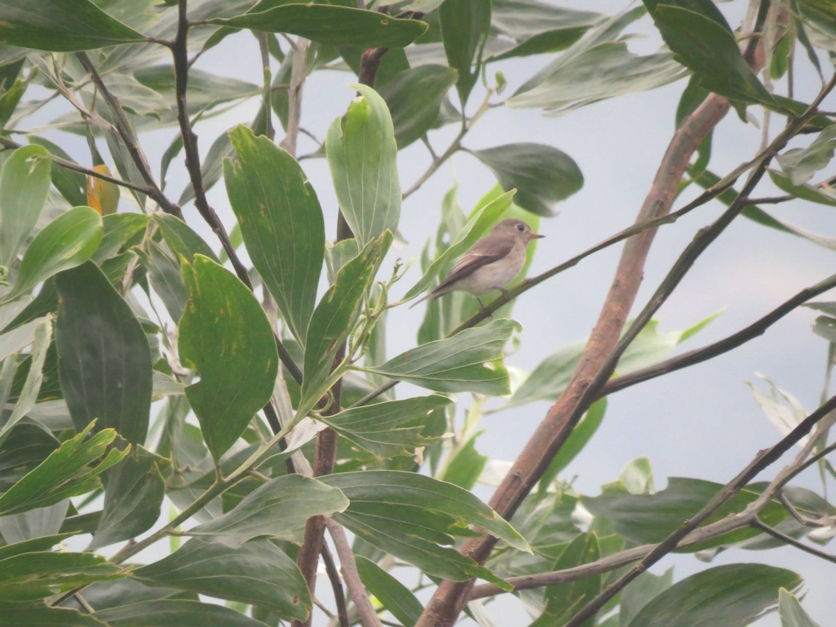 Asian Brown Flycatcher - ML452682991