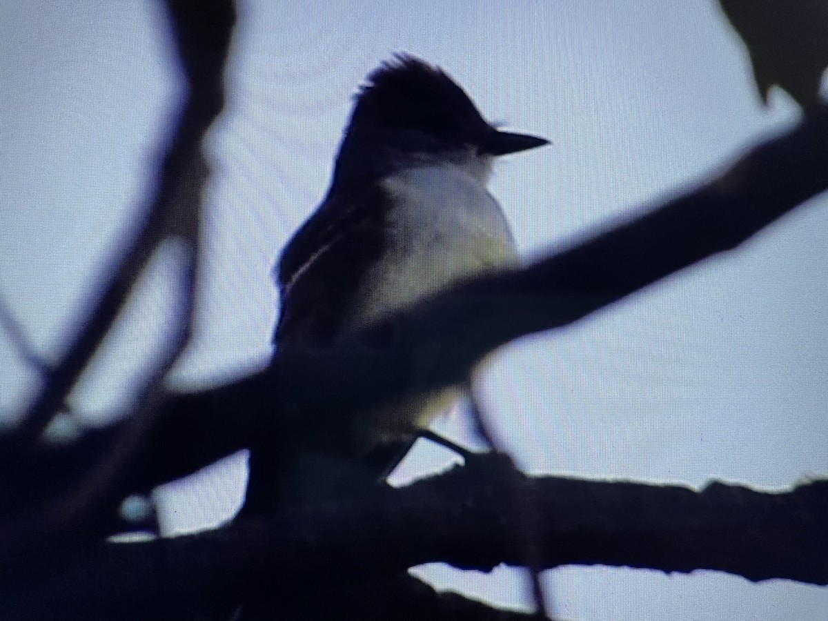 Ash-throated Flycatcher - ML452683641