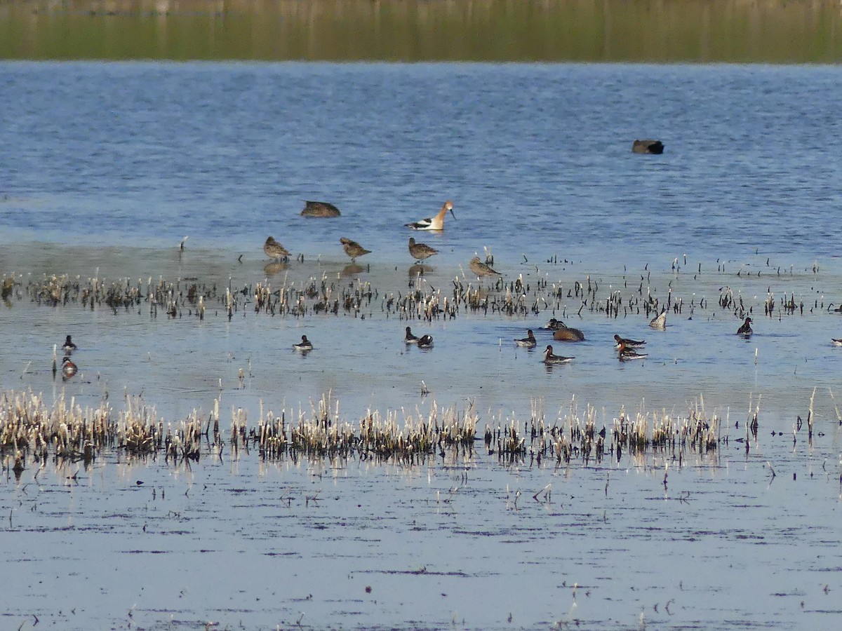 Red-necked Phalarope - ML452684151