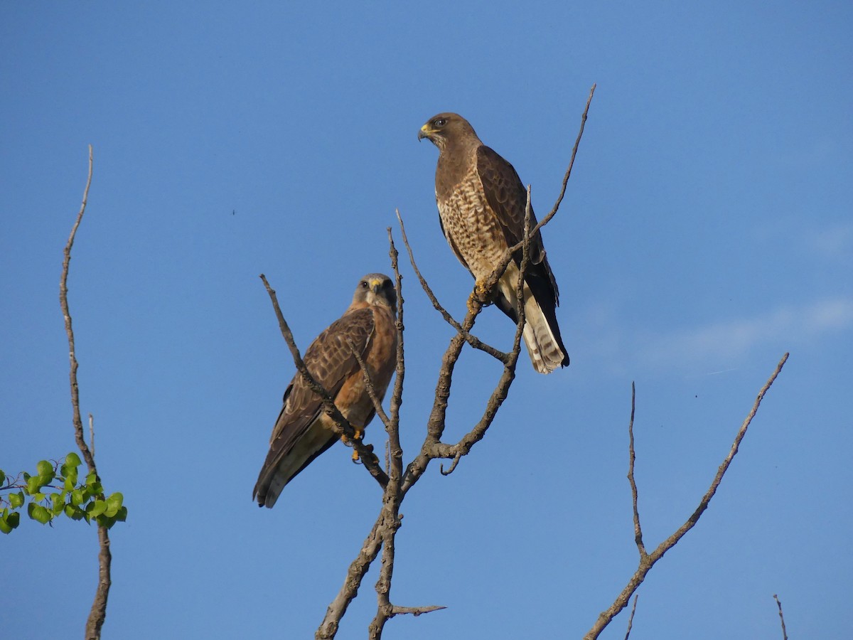 Swainson's Hawk - ML452685001