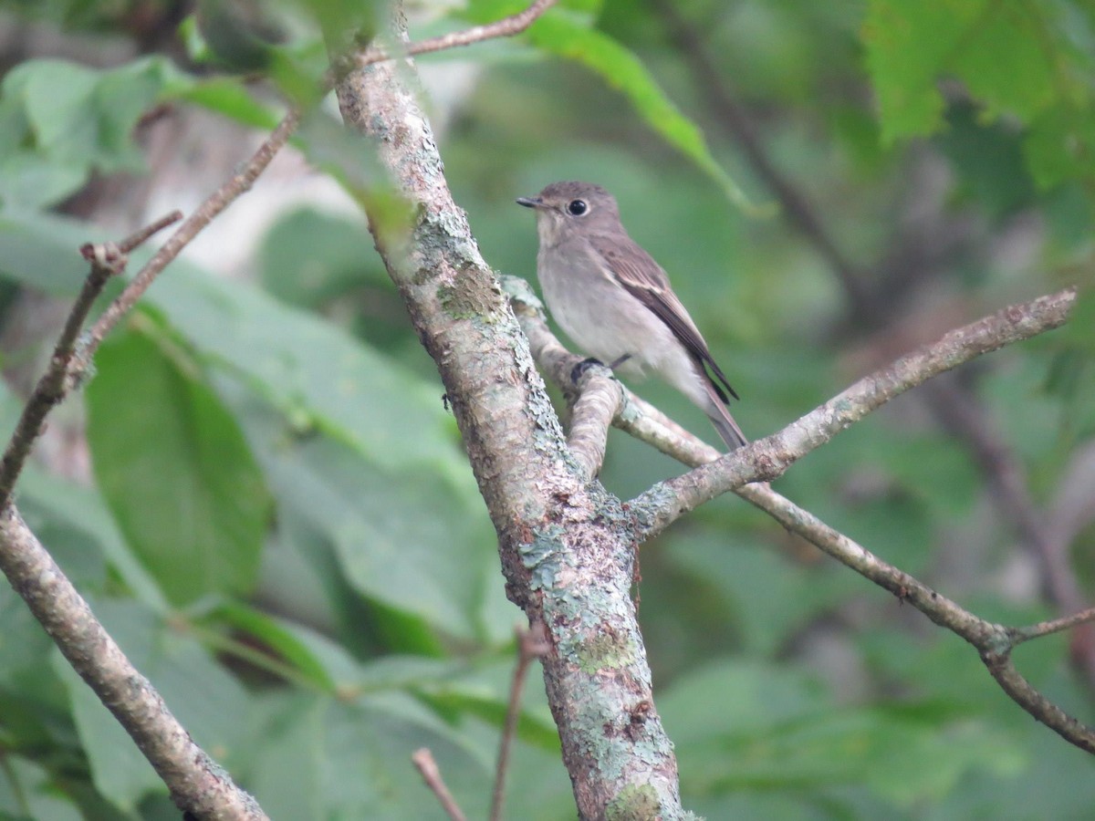 Asian Brown Flycatcher - ML452685971