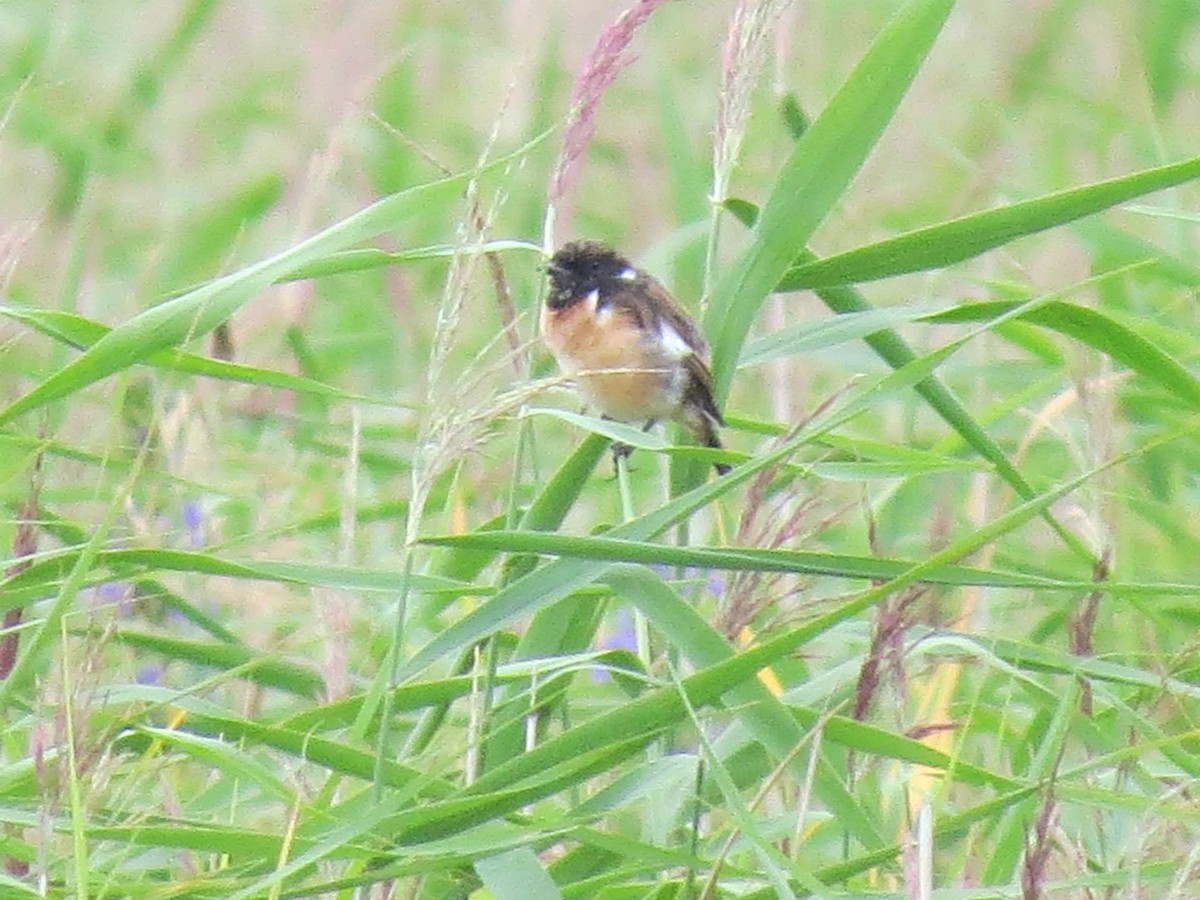 Amur Stonechat - ML452686001