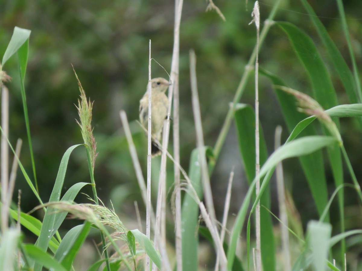 Amur Stonechat - ML452686091