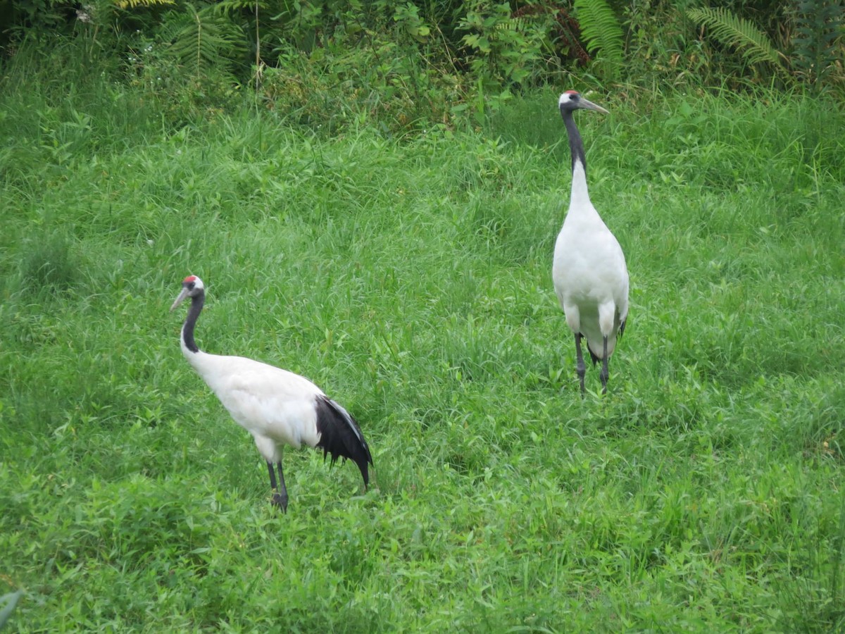 Red-crowned Crane - ML452686761